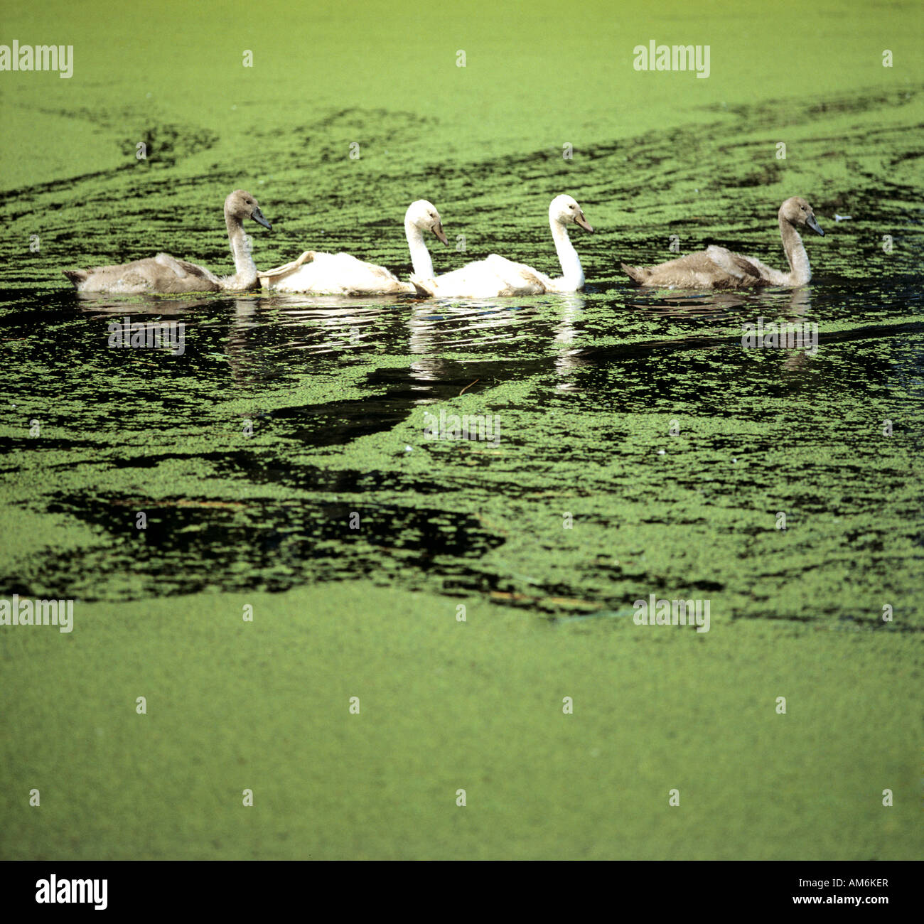 Young swans (Cygnus olor) in pond with duckweed Stock Photo