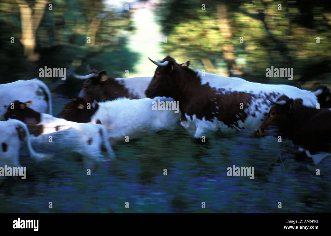 A herd of cows Stock Photo