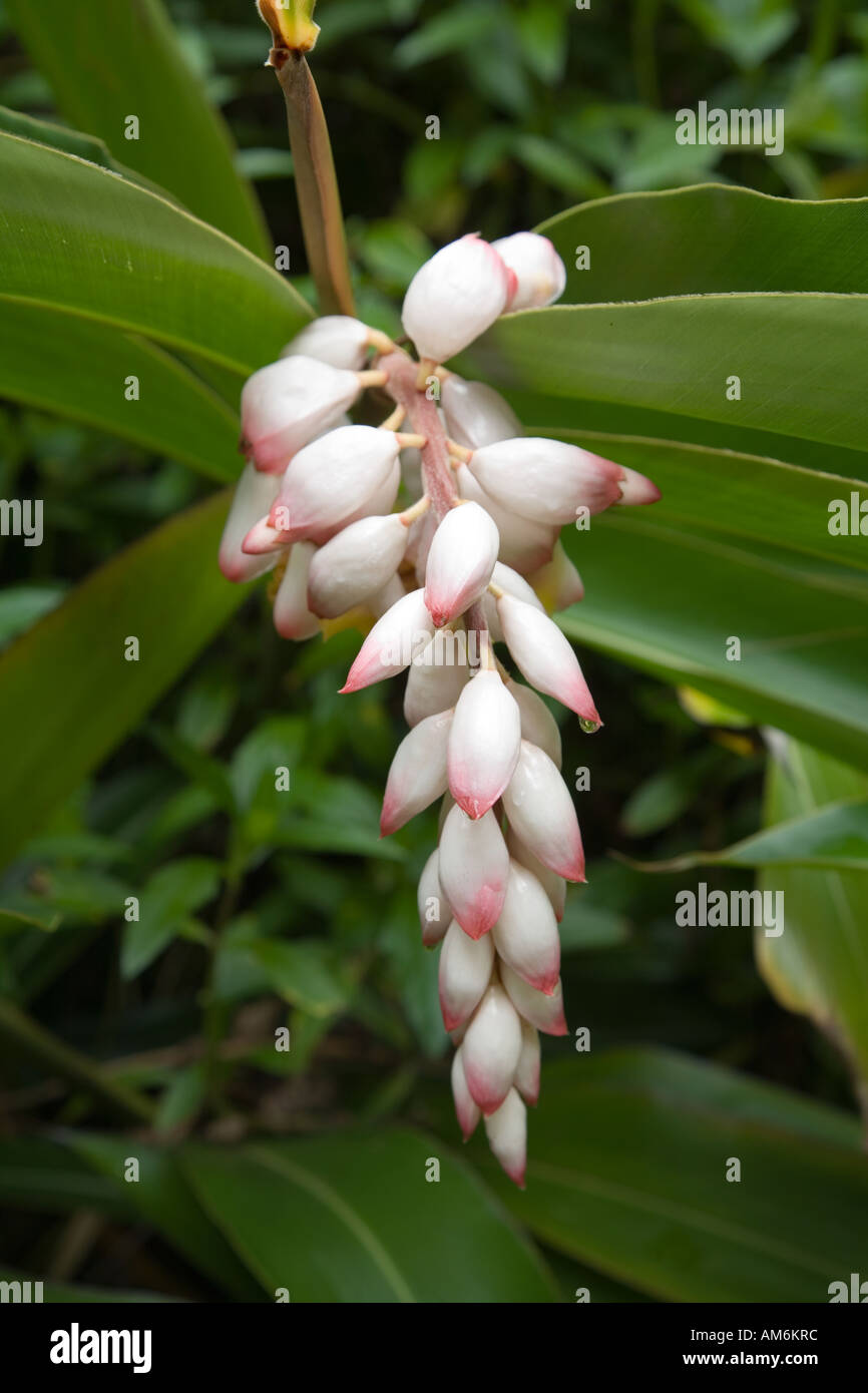 Shell ginger, Alpinia zerumbet Stock Photo Alamy