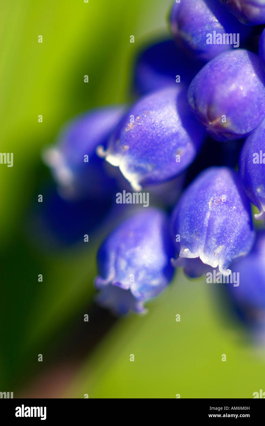 purple wildflowers from Quebec Stock Photo Alamy