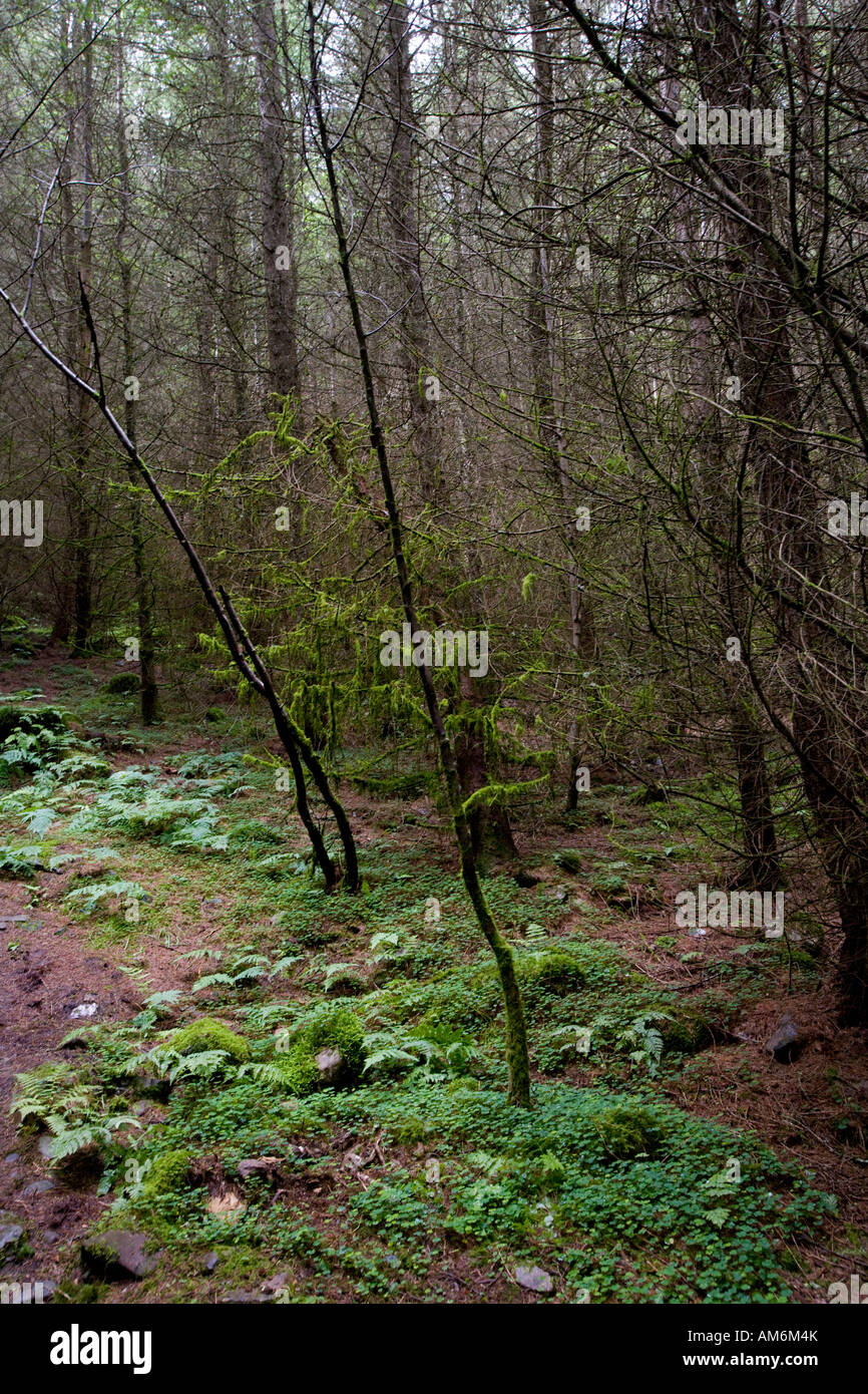 Old Man's Beard Growing On Saplings, Perthshire, Scotland, UK Stock Photo