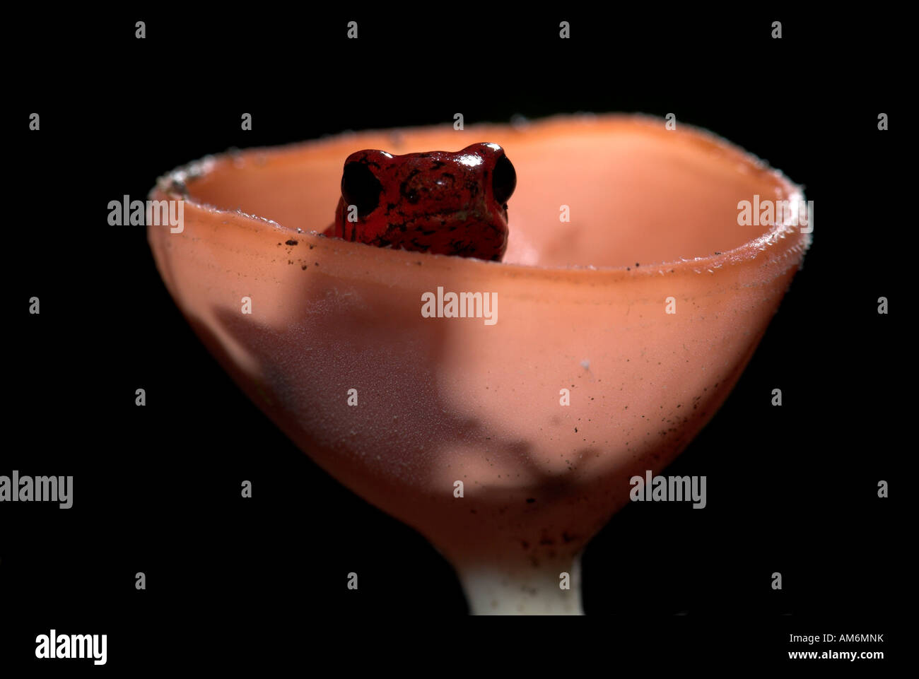 Strawberry Poison Dart or Arrow Frog Oophaga pumilio Dendrobates pumilio Costa Rica Stock Photo