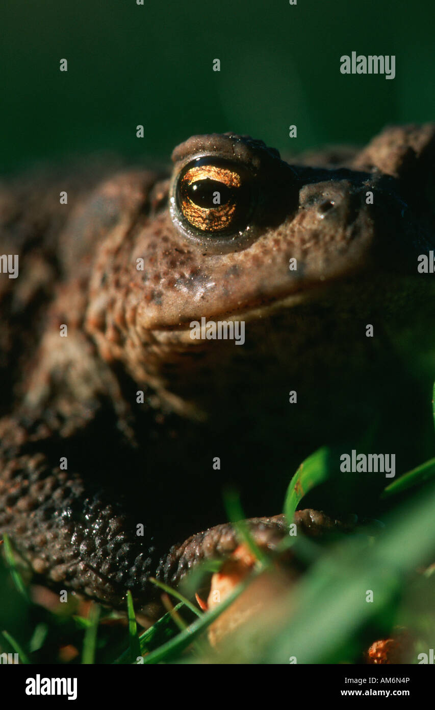 Common toad warty skin hi-res stock photography and images - Alamy