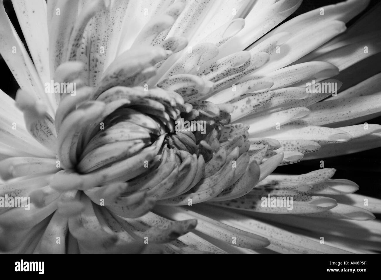Chrysanthemum hi-res stock photography and images - Alamy