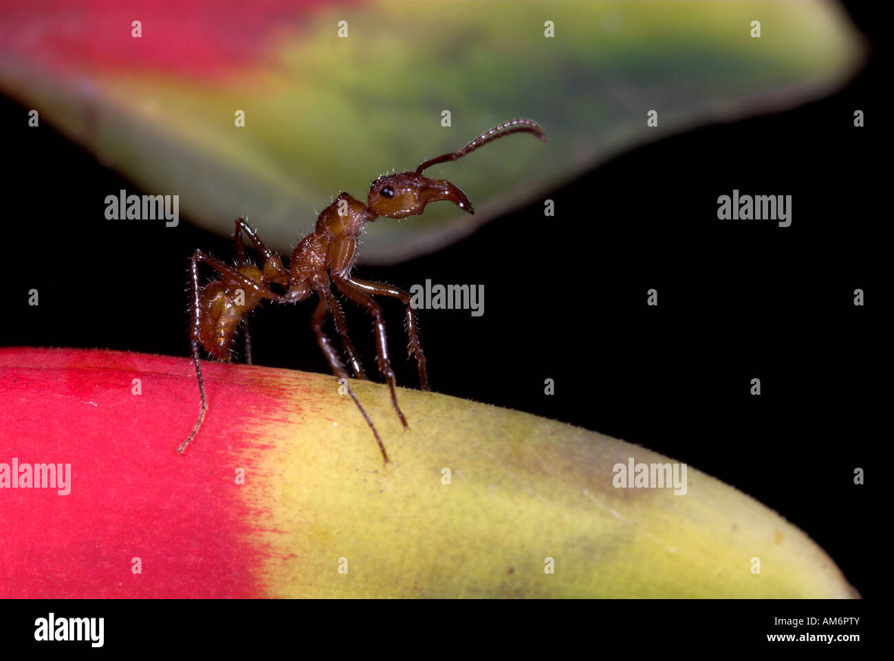 Ambush Ant Ectatomma tuberculatum Iquitos Peru Stock Photo