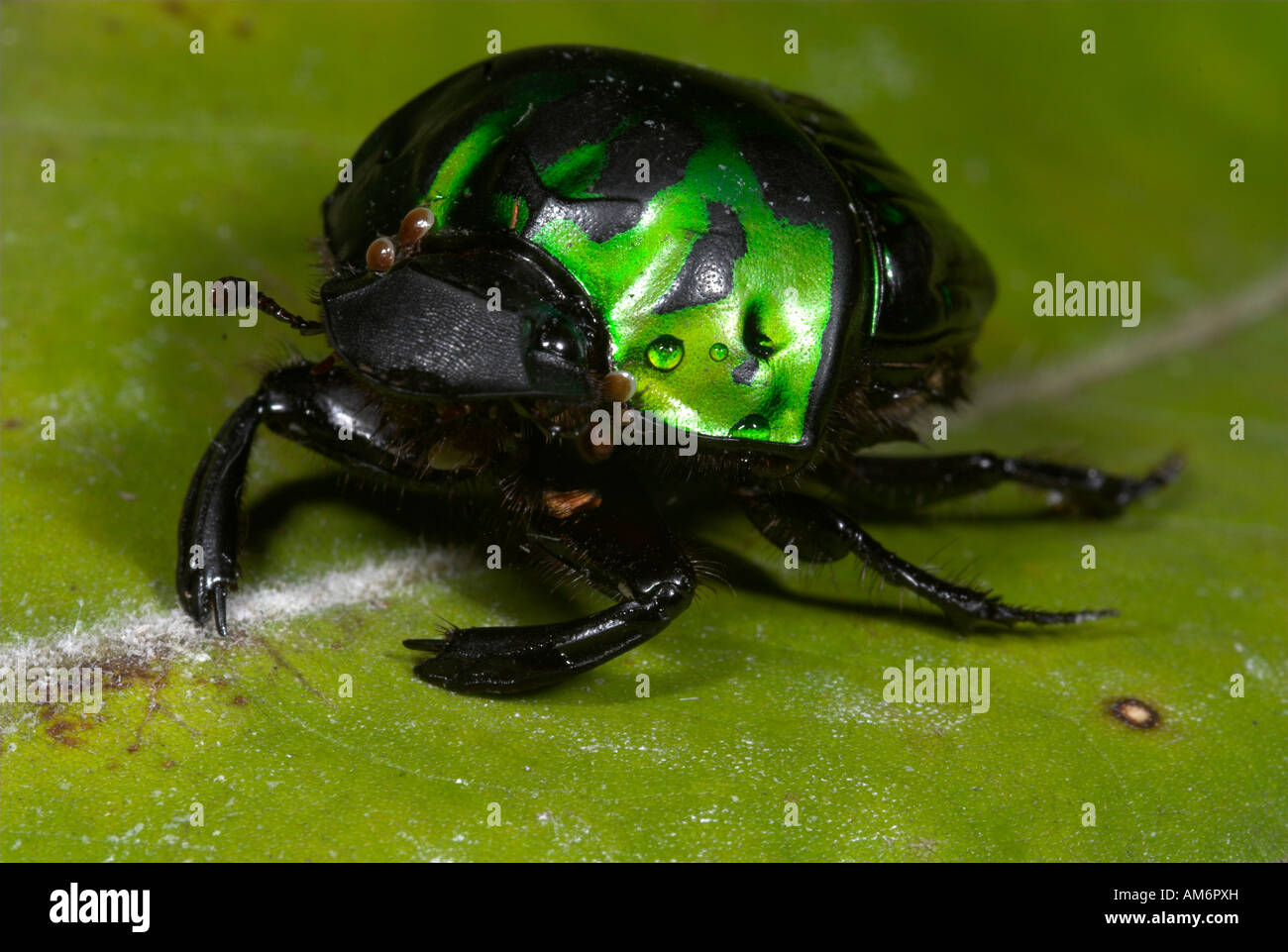 Scarabaeidae Insects Scarabidae