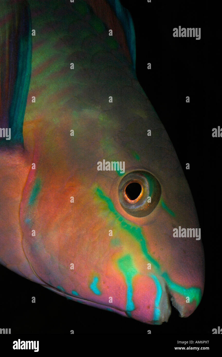 Parrotfish Scaridae.  Atlantic Indian and Pacific Oceans Stock Photo