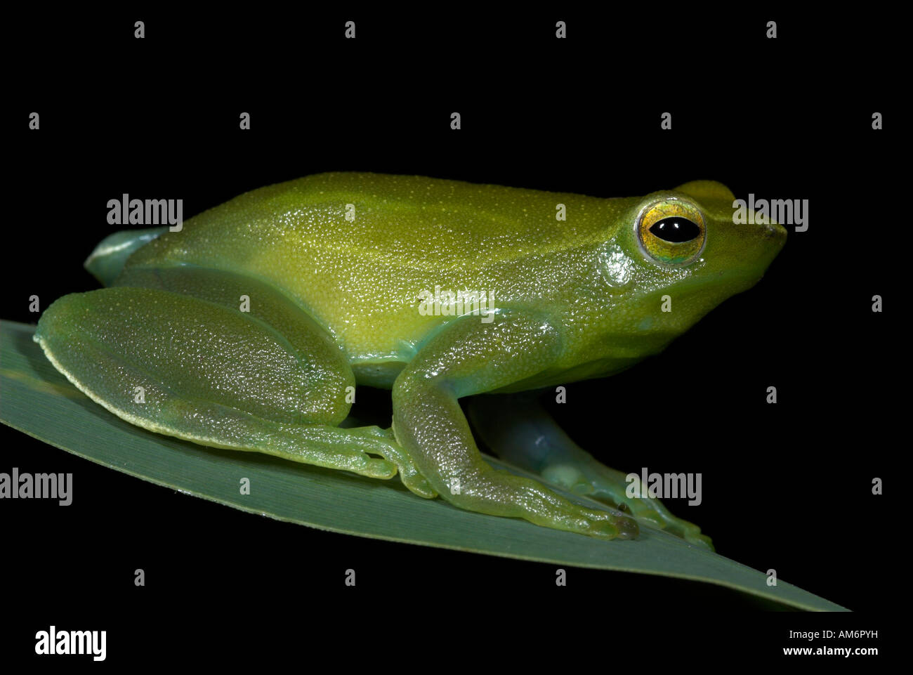 Greater Hatchet Faced Treefrog Sphaenorhynchus lacteus Iquitos Northern Peru Stock Photo