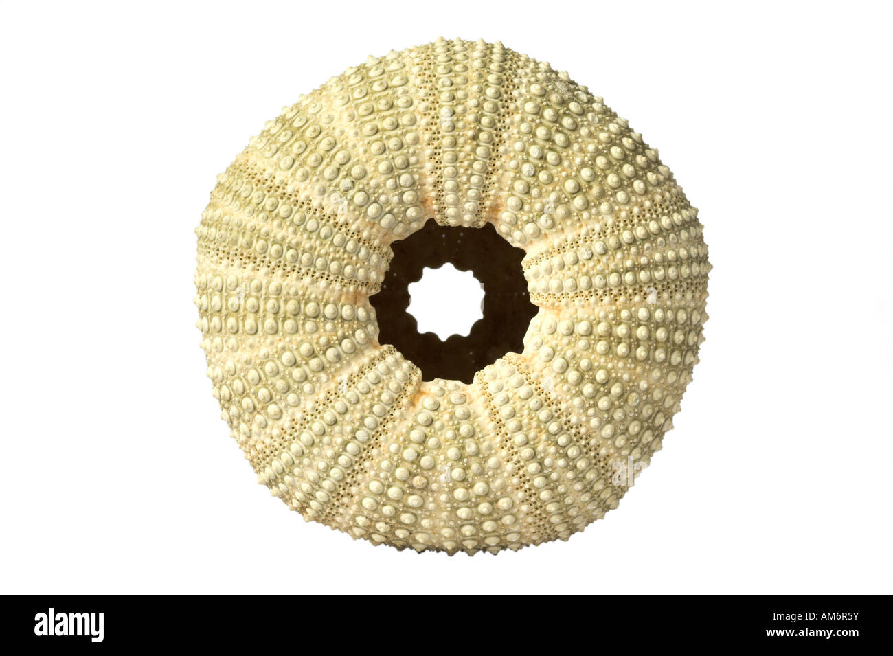 SEA URCHIN TEST OR SHELL against a white background Stock Photo