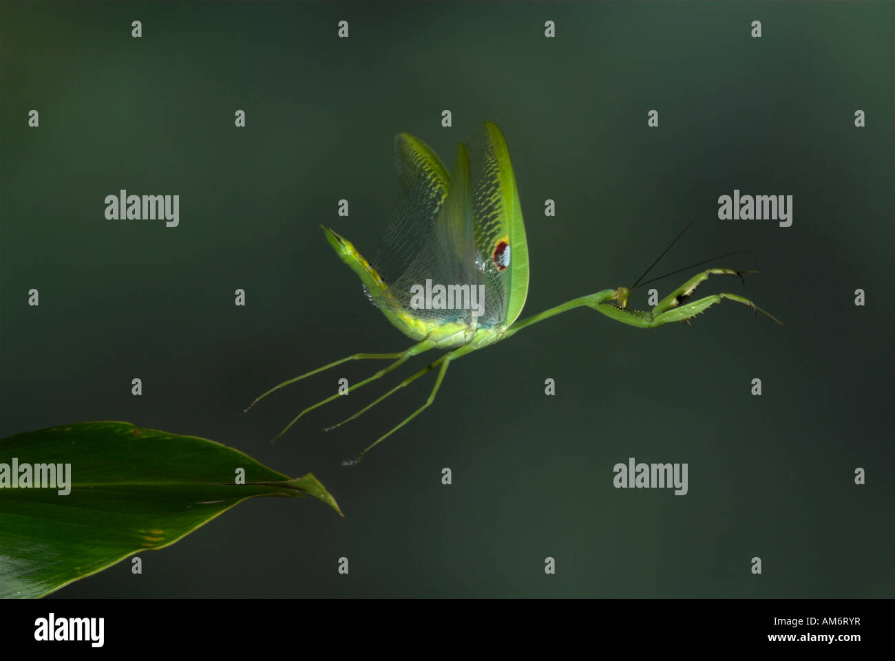 Praying Mantis in flight Order Mantodea Costa Rica Stock Photo Alamy