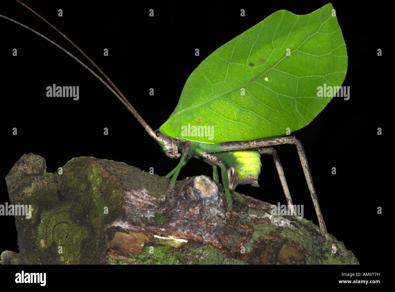 Leaf Katydid Tettigoniidae sp. Manu Peru Stock Photo