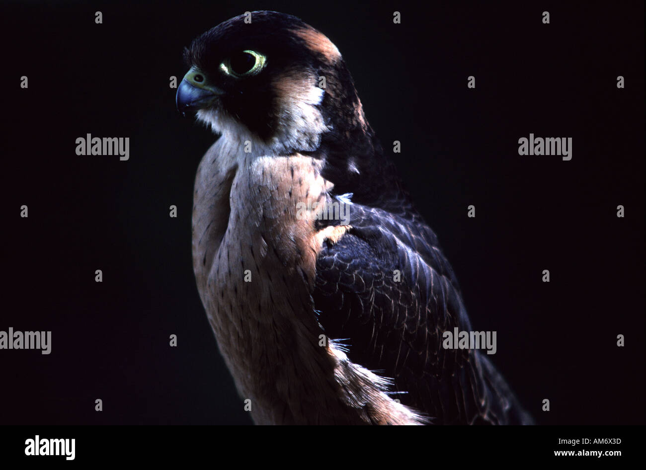 Falco fasciinucha, Taita Stock Photo
