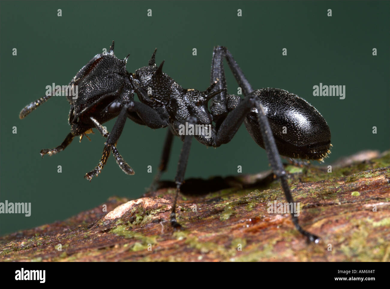 Flat Headed Ant Cephalotes atratus Iquitos Peru Stock Photo Alamy