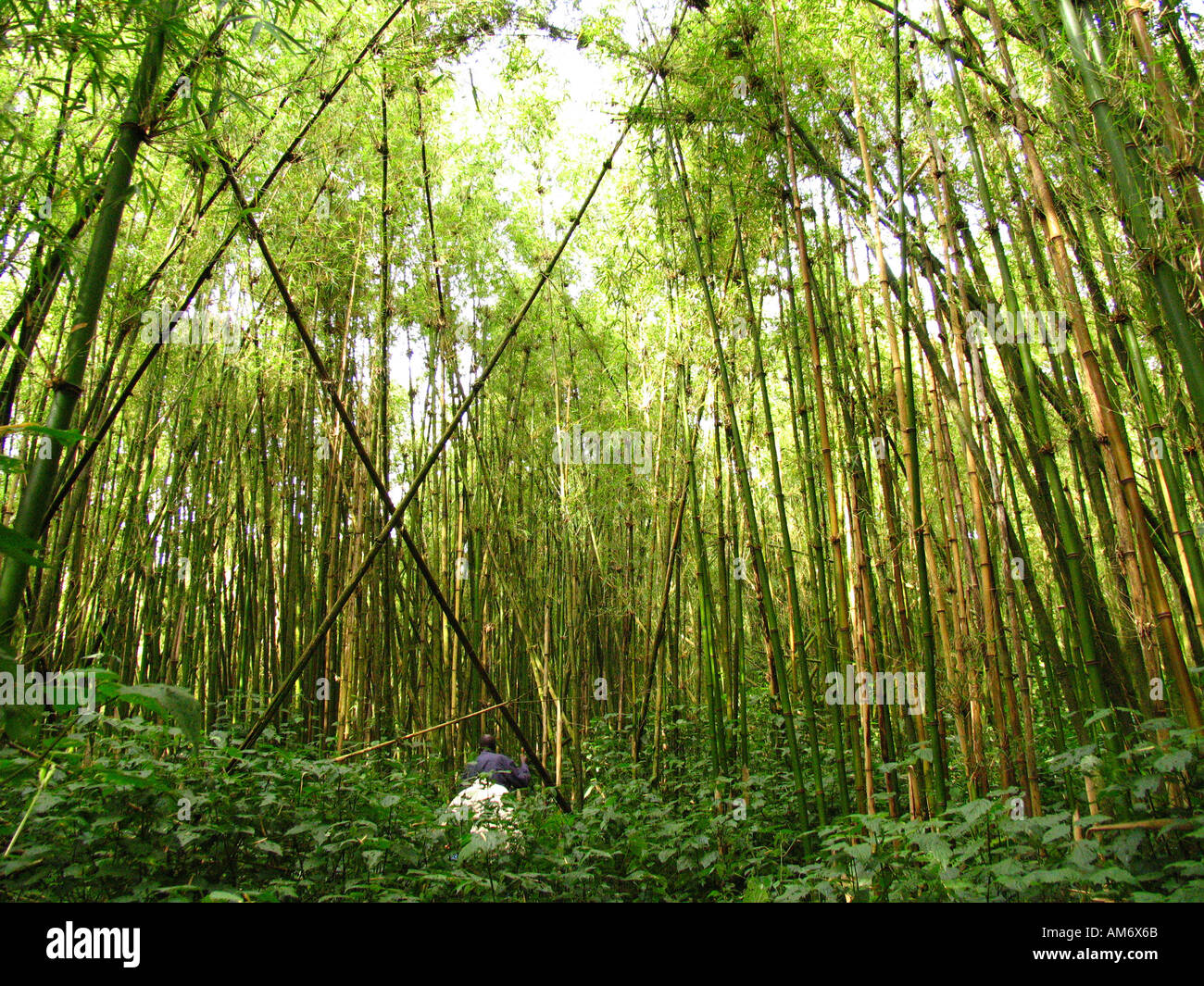 high-altitude-rainforest-mountain-gorilla-habitat-stock-photo-alamy