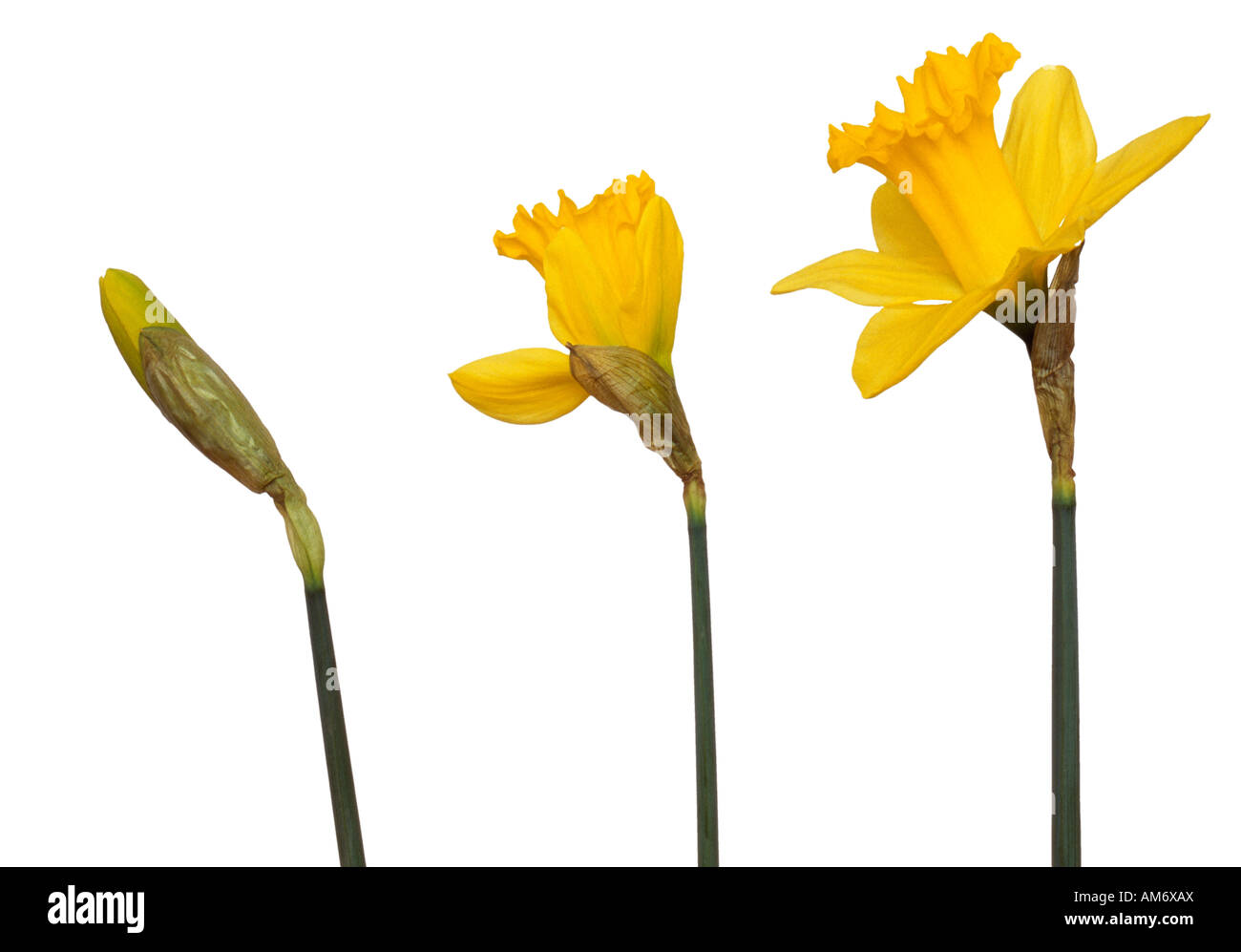 DAFFODILS opening Narcissus sp showing 3 different stages of the flower opening Stock Photo