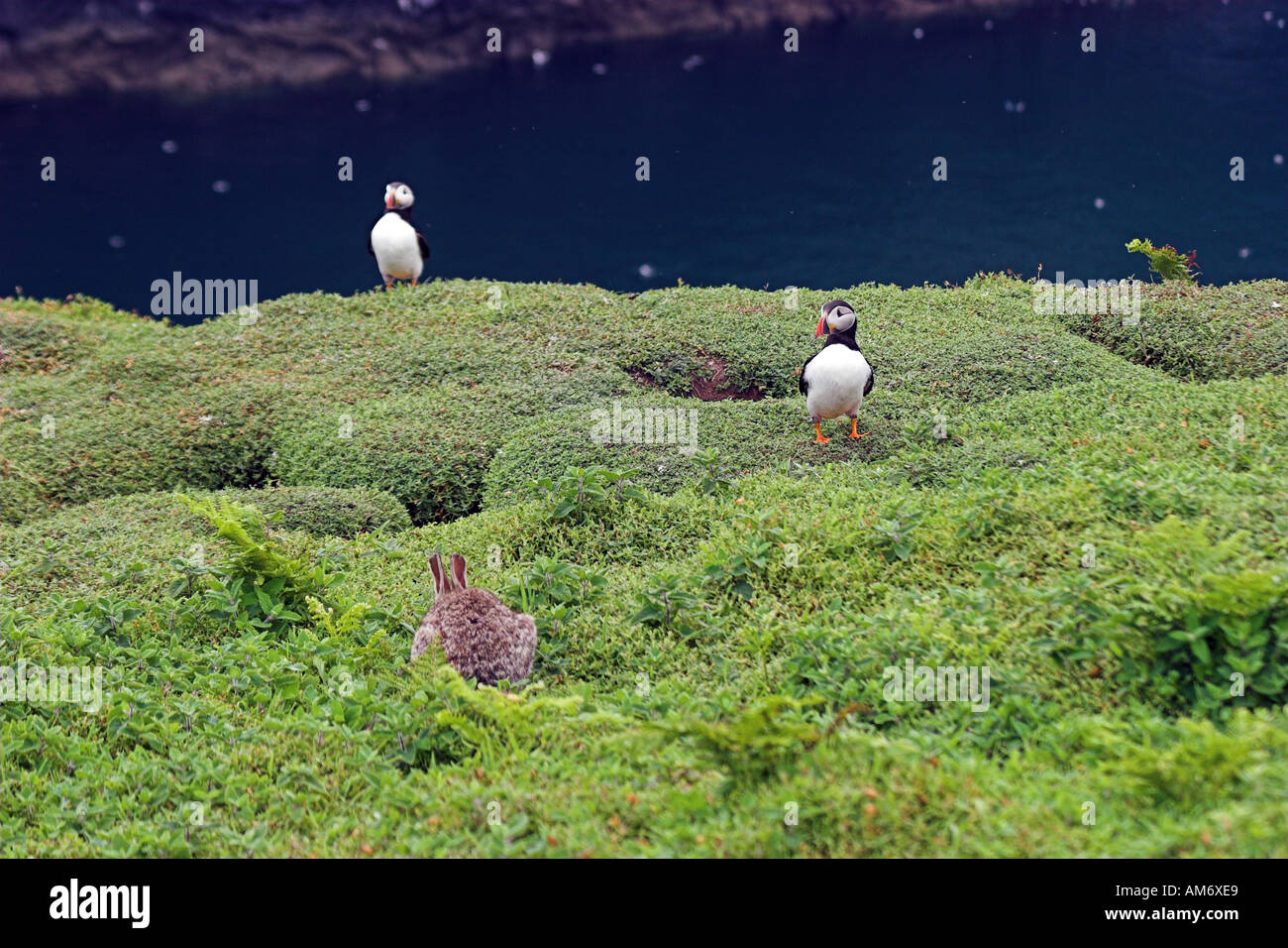 Skomer Rabbits Rabbits and puffins hi-res stock photography and images - Alamy