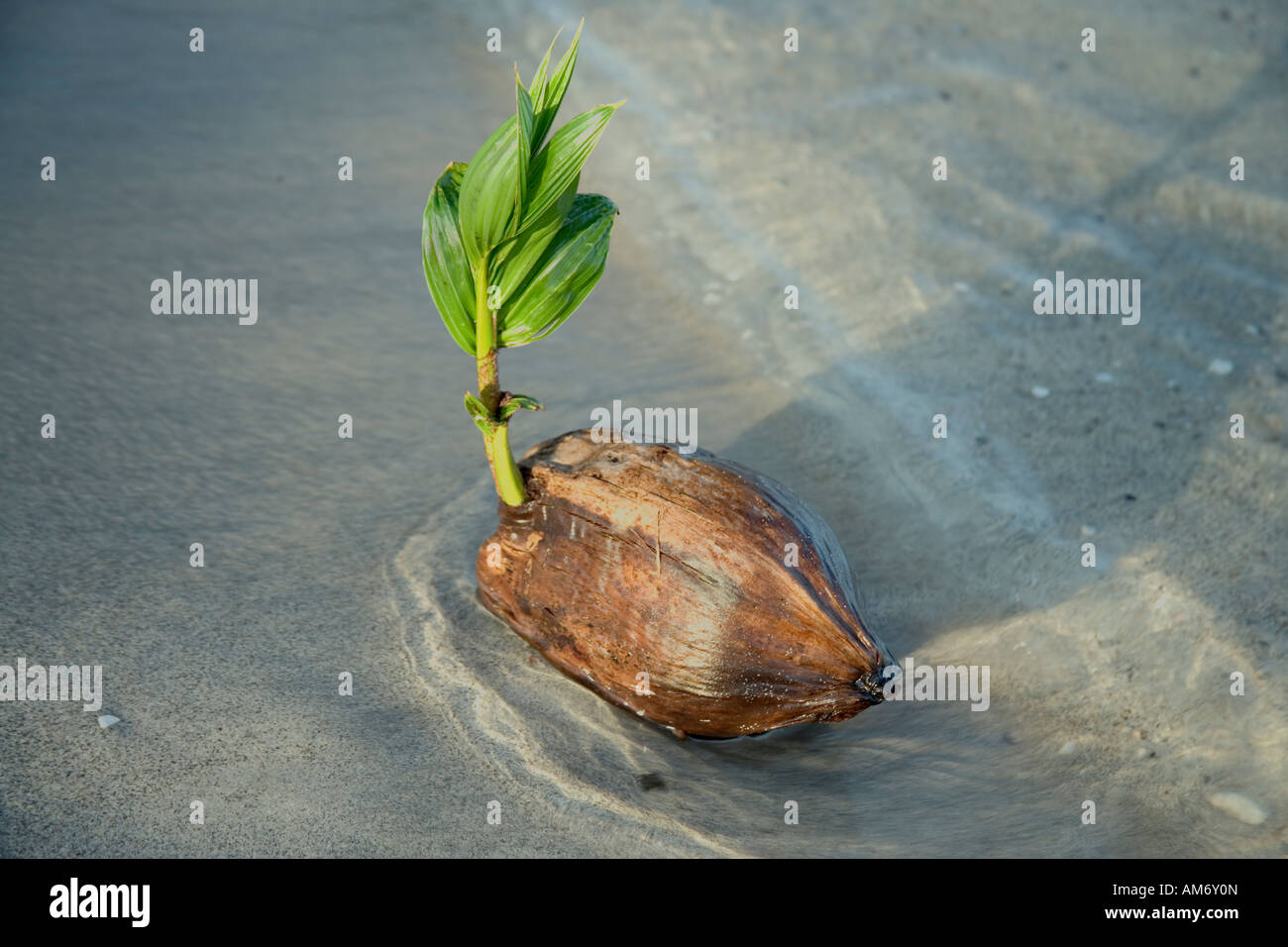 Beached coconut sprouting. Stock Photo