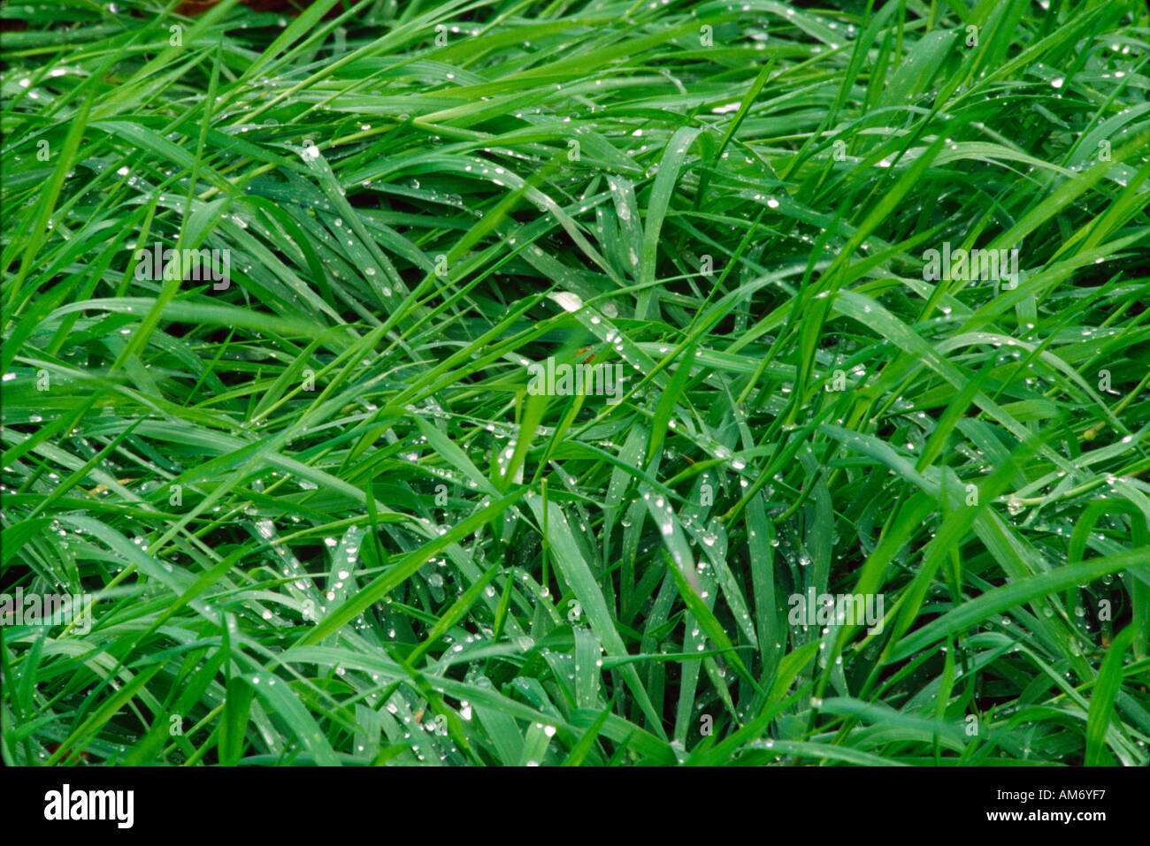 Wet green grass raindrops hi-res stock photography and images - Alamy