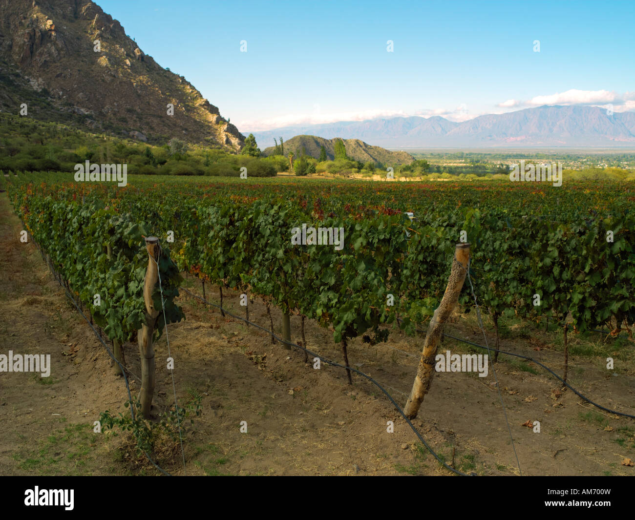 The vineyard of Jose L Mounier in the Alto Valle de Cafayate, Salta Province, Argentina Stock Photo