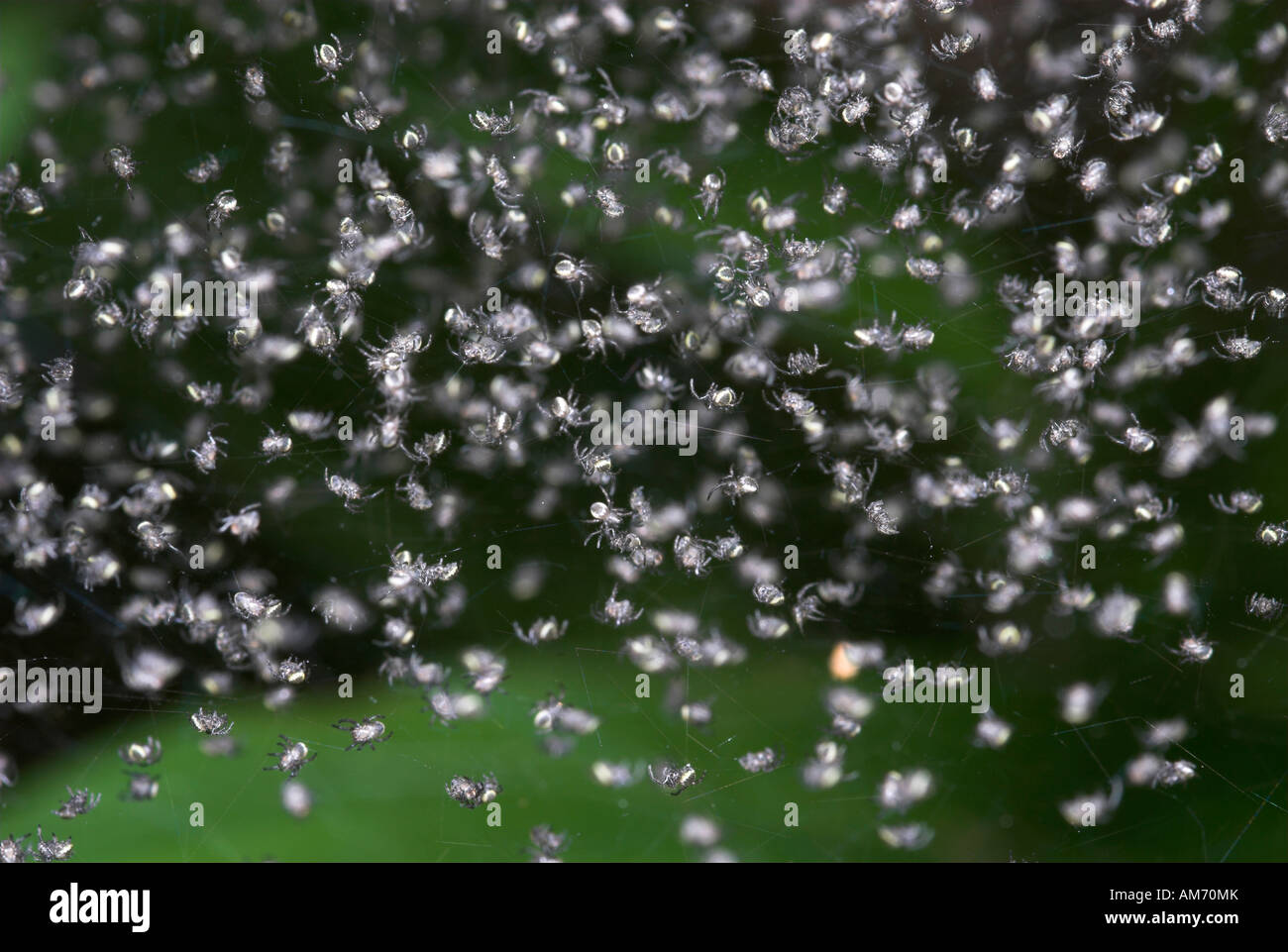 Communal Spiders on web possibly Anelosimus eximius sp. Manu Peru Stock Photo