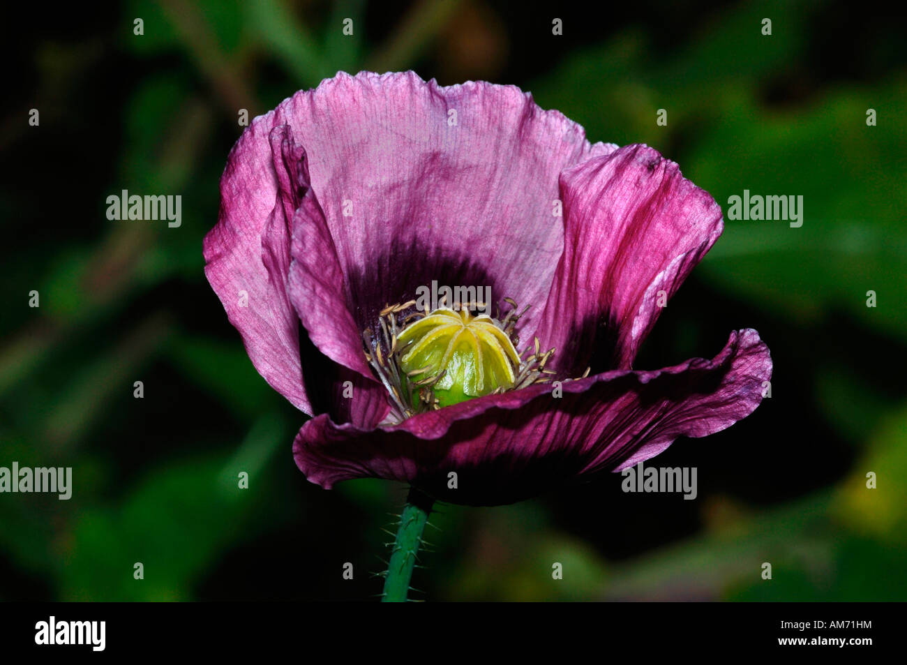 Magenta Opium