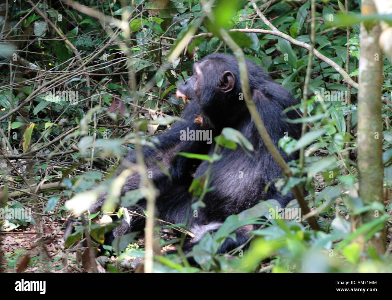 Chimpanzee nest hi-res stock photography and images - Alamy