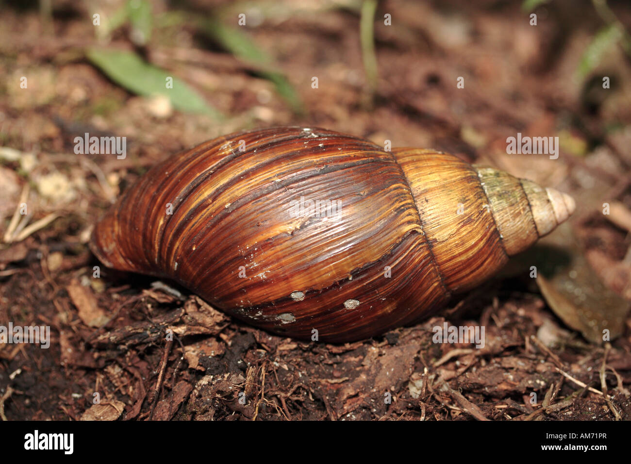Giant Land Snail Stock Photo