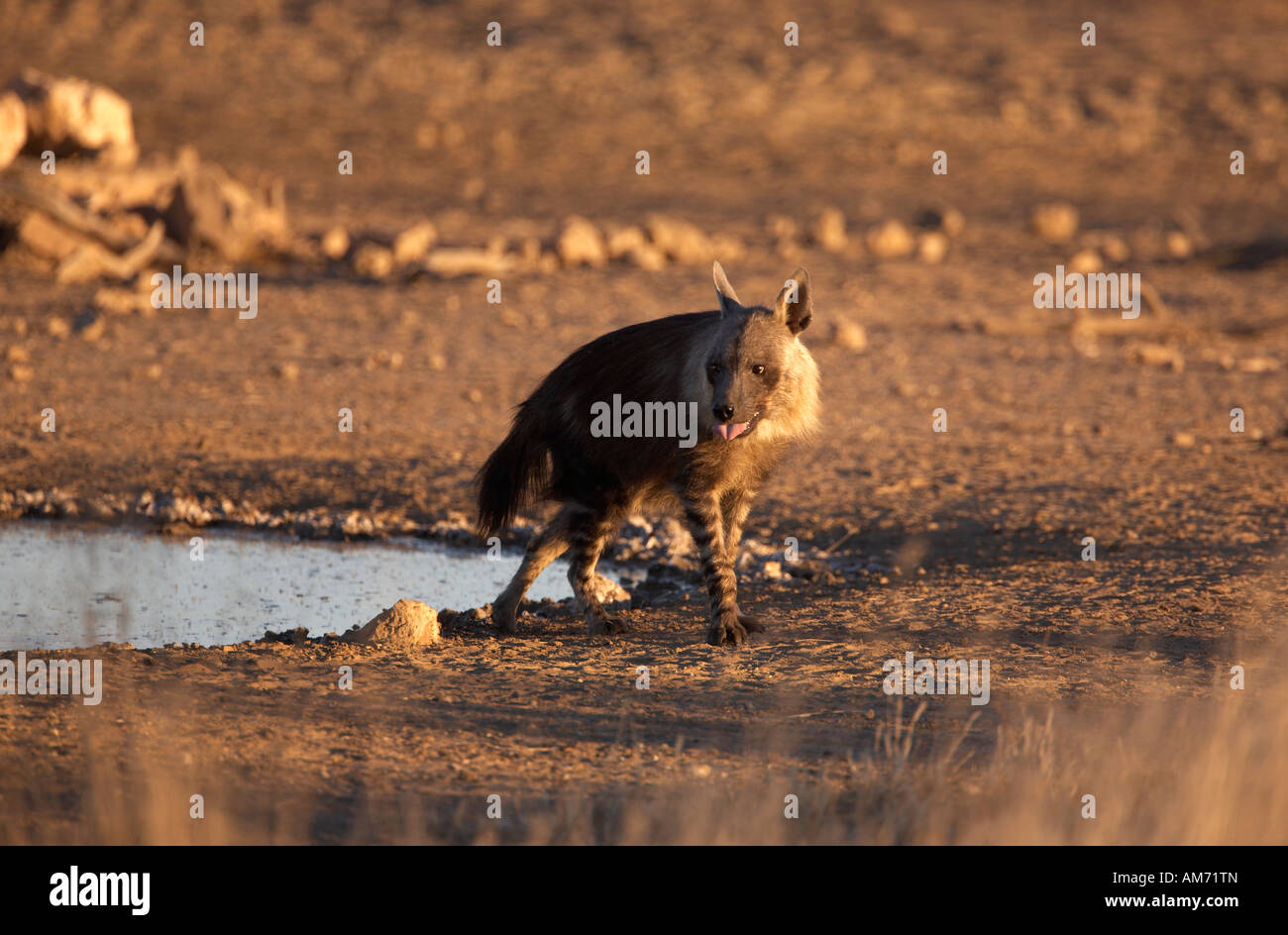Brown Hyena (Parahyaena brunnea) or (Hyaena brunnea) by waterhole in ...