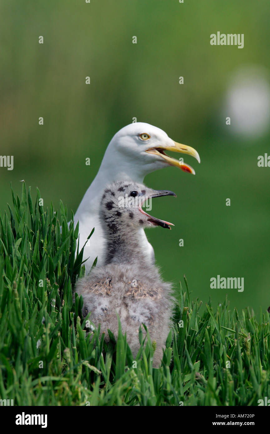 Herring gull with screaming chick herring gulls (Larus argentatus