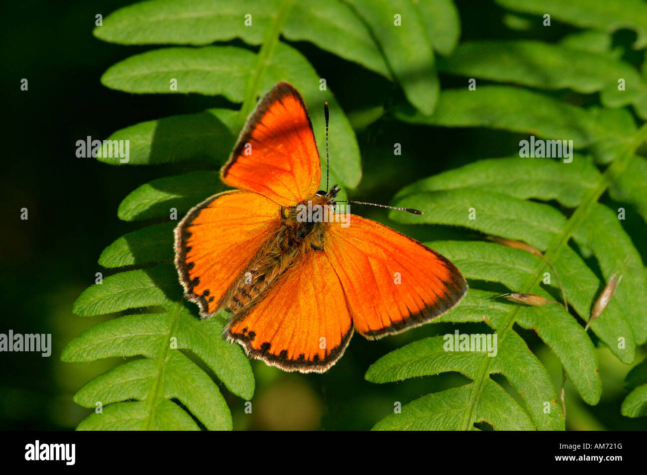 Male scarce copper - little orange butterfly (Heodes virgaureae) Stock Photo