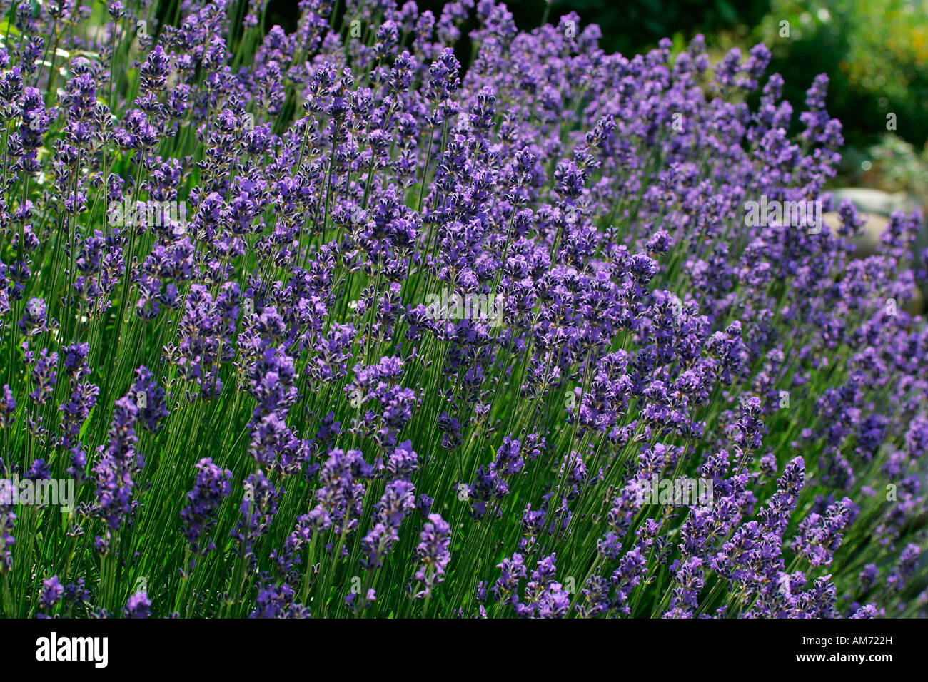 Flowering english lavender cultivar Munstead (Lavandula angustifolia Munstead) Stock Photo