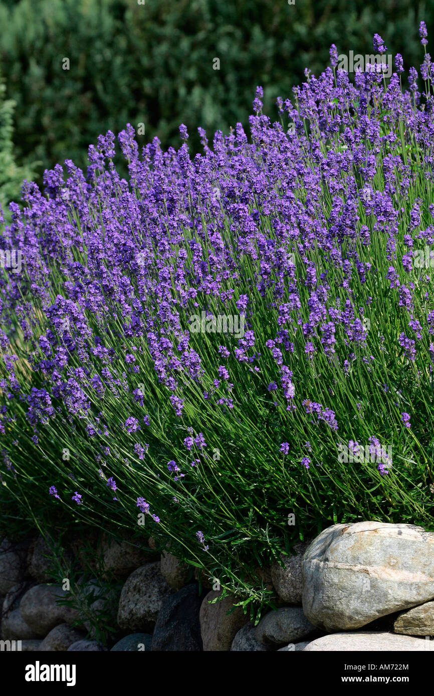 Flowering english lavender cultivar Munstead (Lavandula angustifolia Munstead) Stock Photo