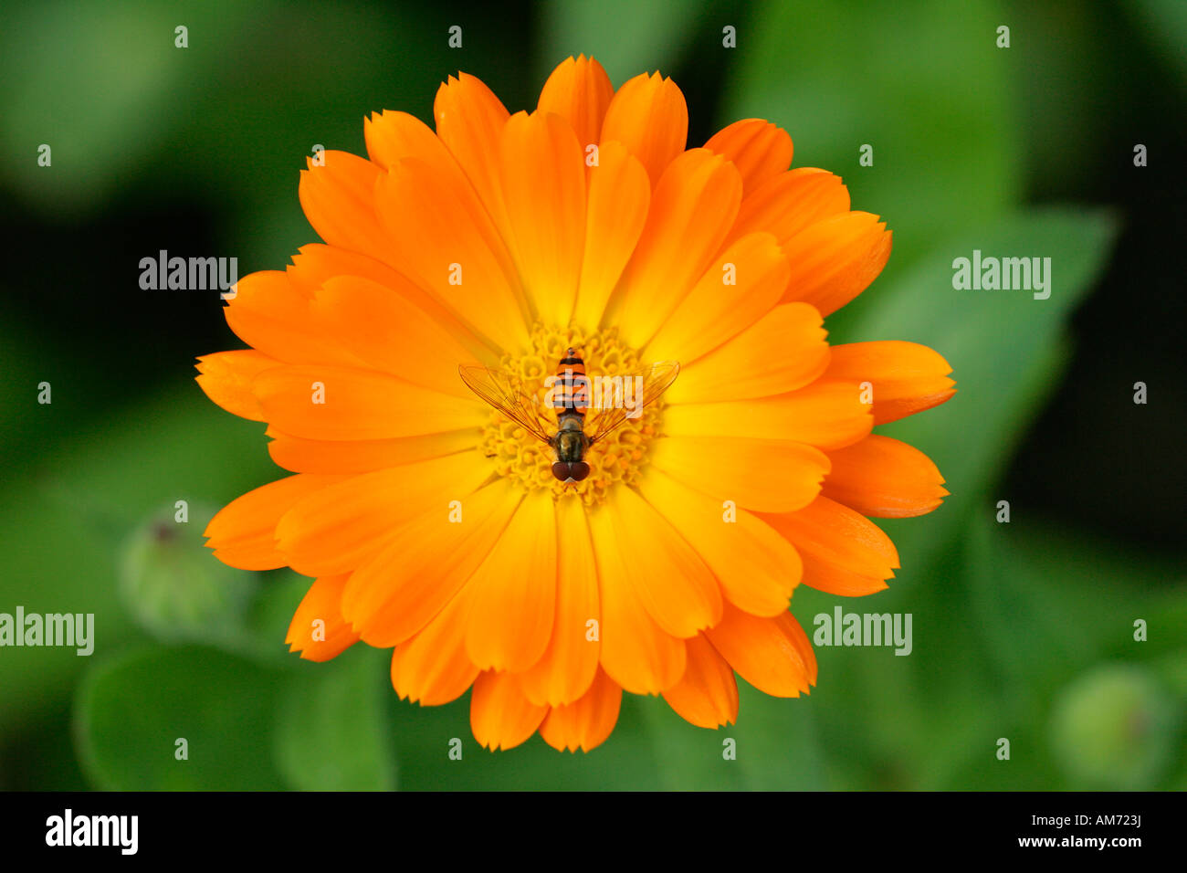 Marigold - blossom with hover fly - medicinal plant (Calendula officinalis) (Syrphus spec.) Stock Photo