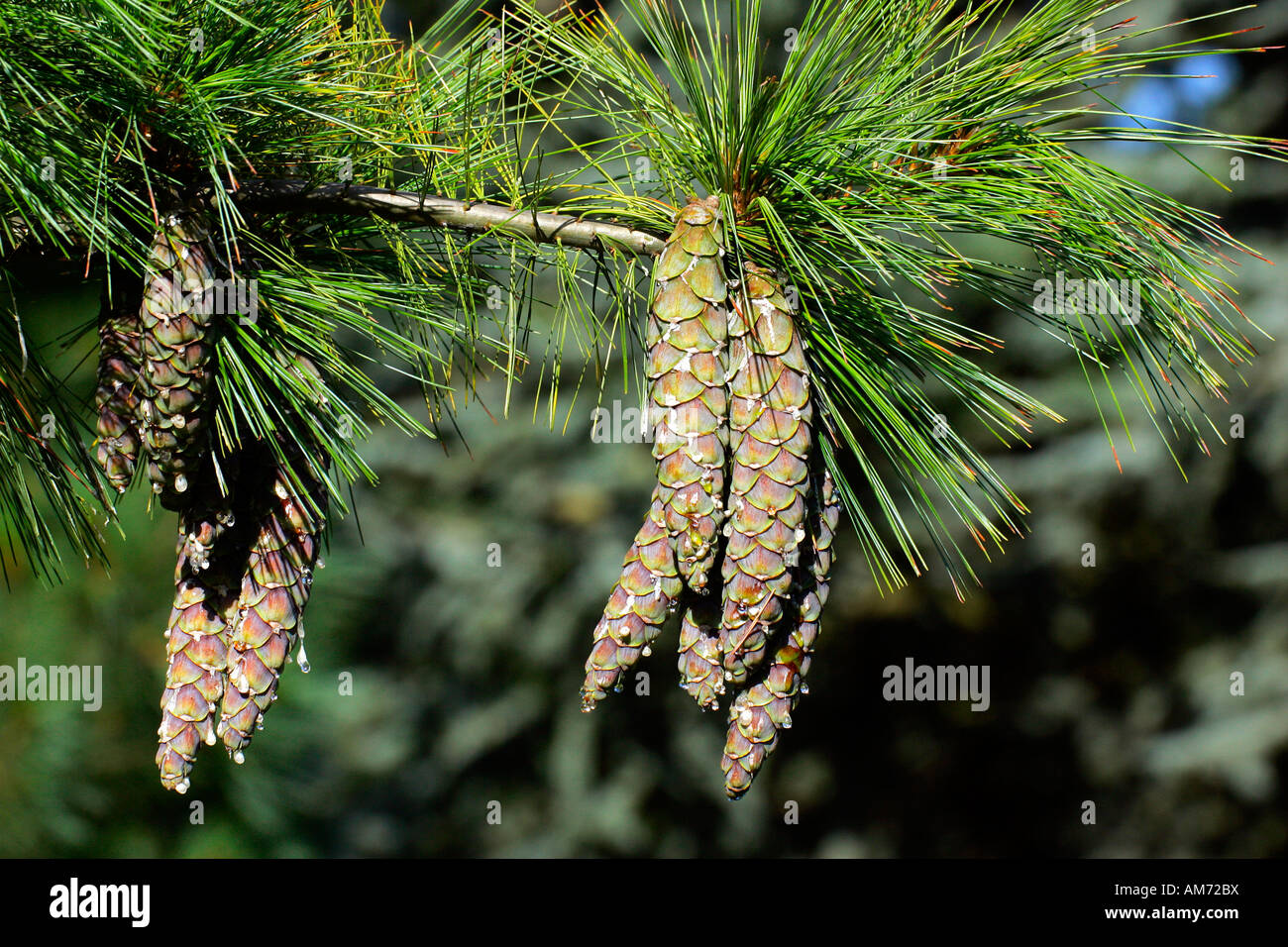 Branch with pine cones - pine tree - conifer (Pinus schwerinii hybrid Fitschen) Stock Photo