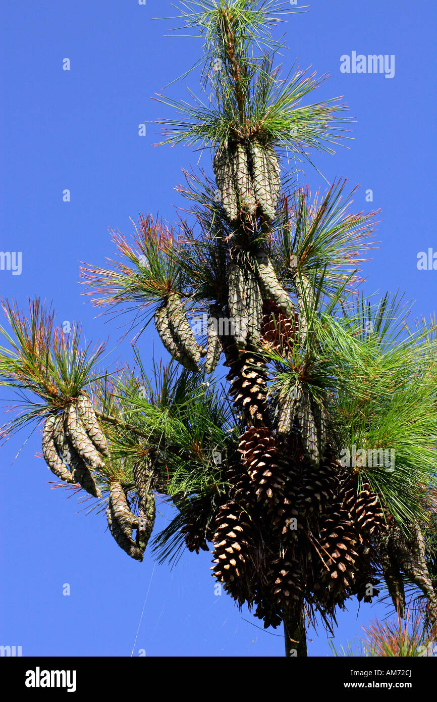 Pine cones - pine tree - conifer (Pinus schwerinii hybrid Fitschen) Stock Photo