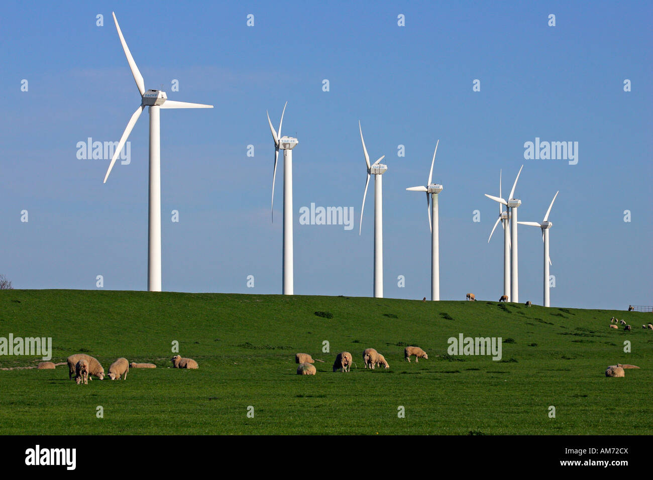 Windmills on a dike with sheeps - wind engines - wind generators - North Friesland Schleswig-Holstein Germany Europe Stock Photo