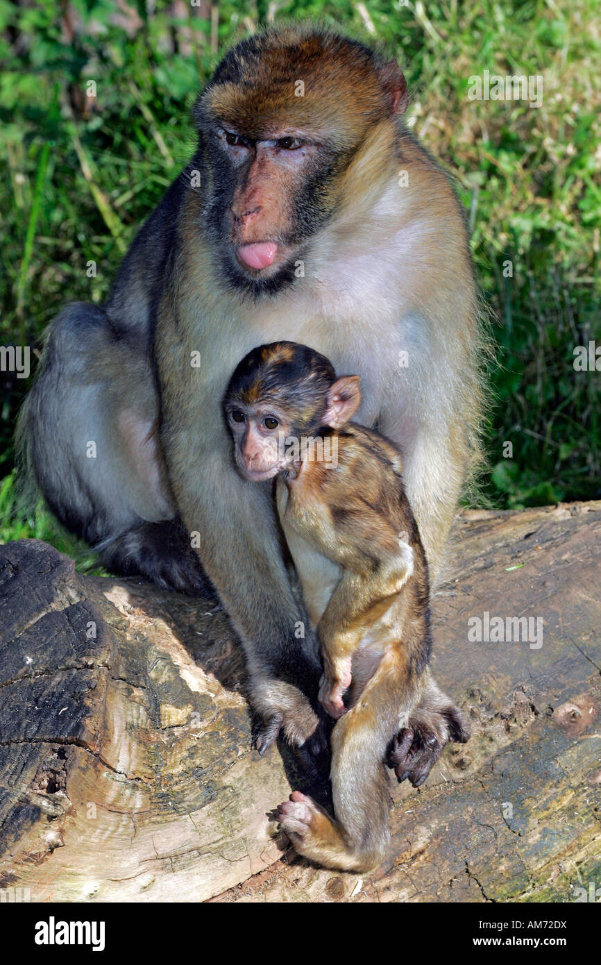 Barbary apes - female with cub - barbary macaque (Macaca sylvanus) Stock Photo