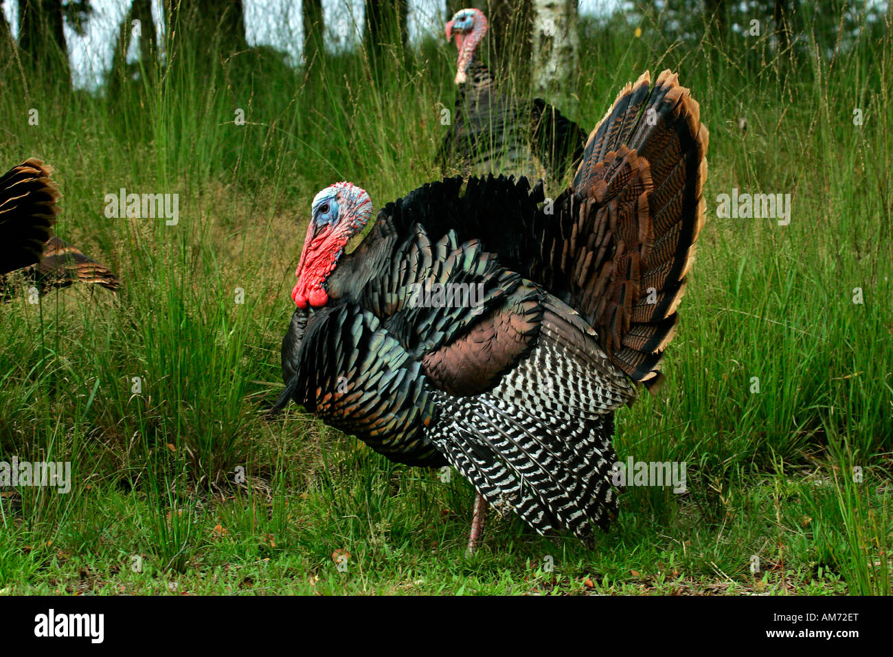 Turkey common turkey mating turkey cock courtship male (Meleagris gallopavo Stock Photo