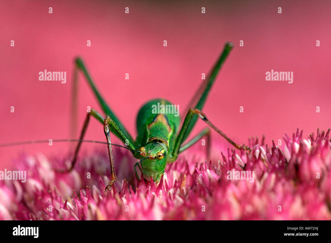 Female speckled bushcricket sitting on a flowering stonecrop - sedum live-forever - orpine - livelong - (Leptophyes punctatissi Stock Photo