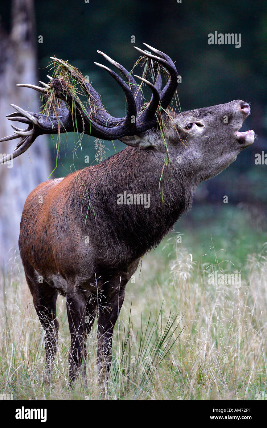 Belling red stag during the rut - red deer in heat - male (Cervus elaphus) Stock Photo