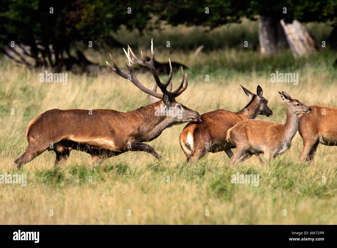 Red stag during the rut following a hind red deer in heat behaviour