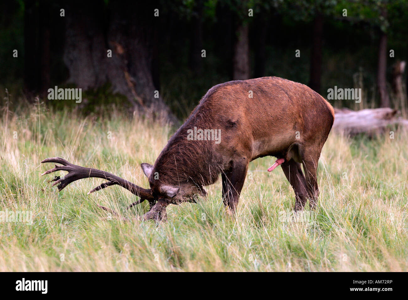 Red stag during the rut - red deer in heat - male - behaviour (Cervus elaphus) Stock Photo