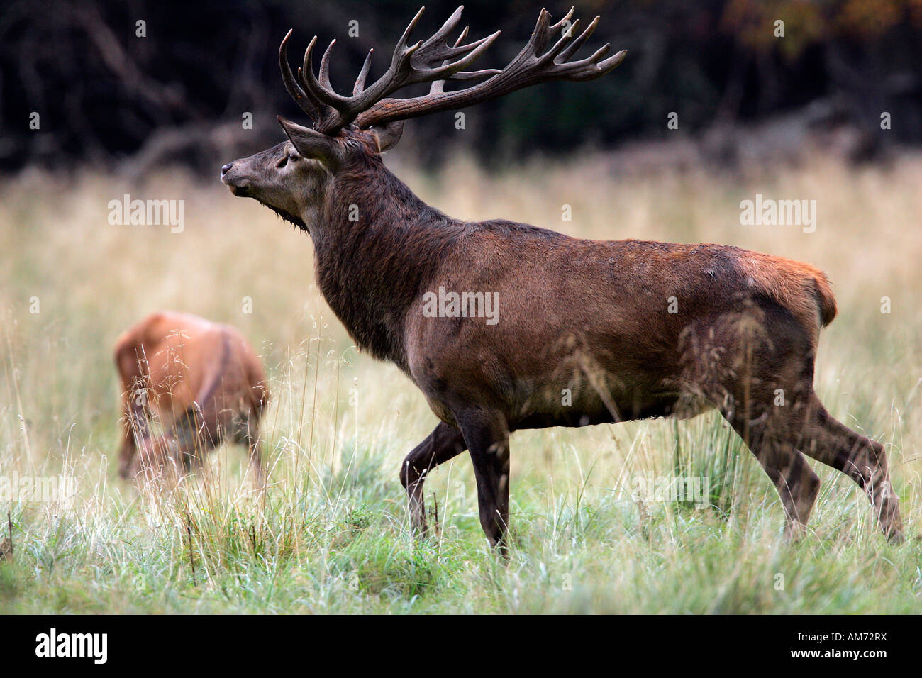 Red stag during the rut with grazing hind - red deer in heat - male and female (Cervus elaphus) Stock Photo