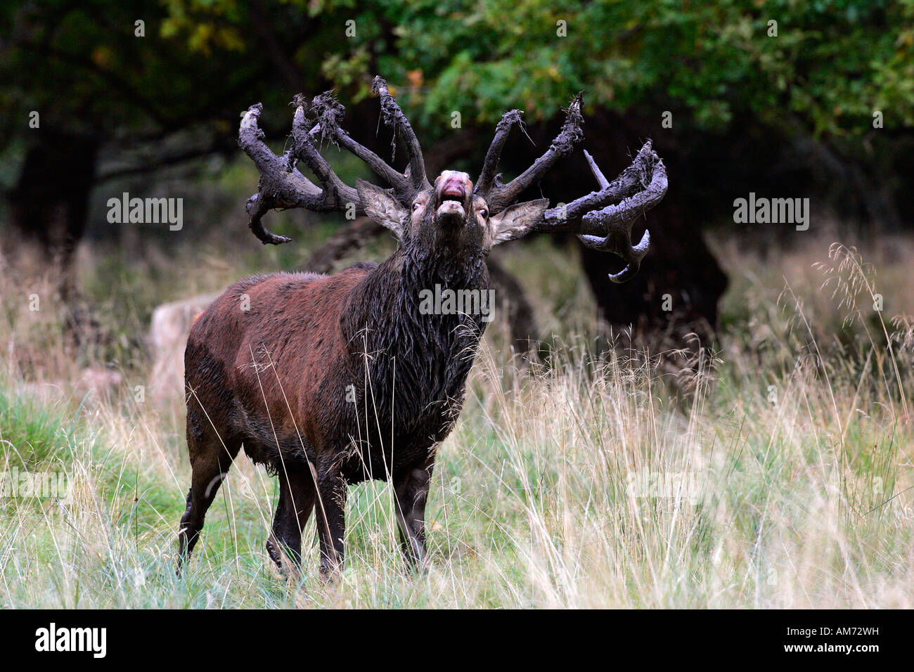 Belling red stag during the rut - red deer in heat - male (Cervus elaphus) Stock Photo