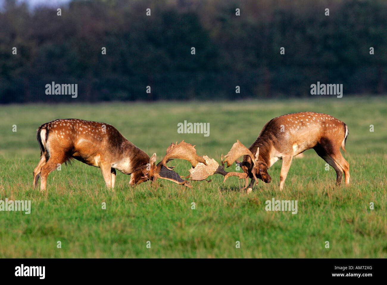Fighting fallow deers during the rut - males (Cervus dama) (Dama dama) Stock Photo
