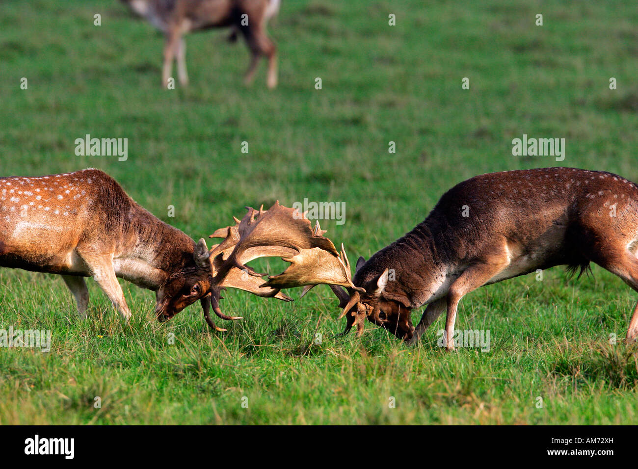 Fighting fallow deers during the rut - males (Cervus dama) (Dama dama) Stock Photo