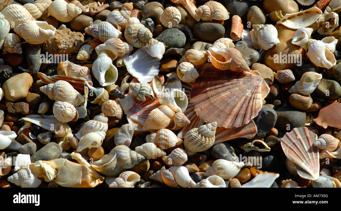 Shells on a beach in Kent, England Stock Photo Alamy
