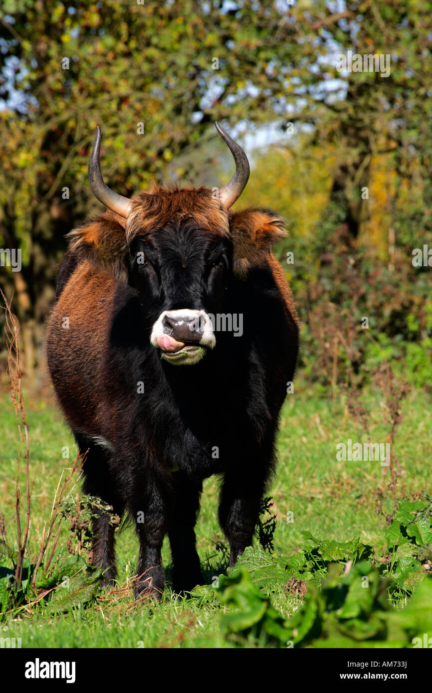 Heck cattle - heck cattles - cow sticking the tongue out (Bos primigenius f. taurus) Stock Photo