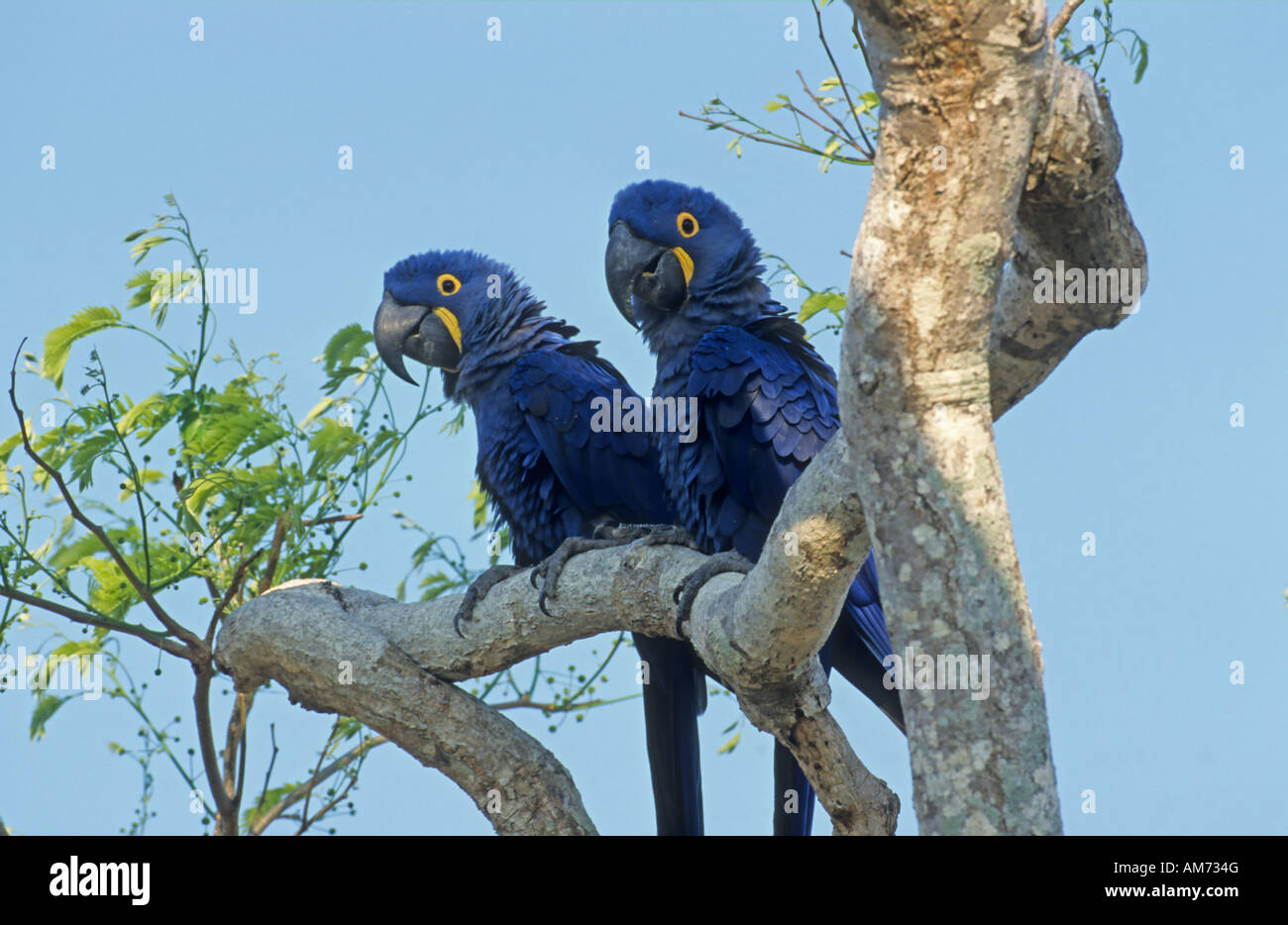 Hyacinth Macaws (Anodorhynchus hyacinthinus) Pantanal, Brazil, South America Stock Photo