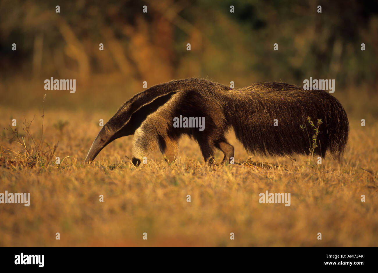 Giant Anteater, (Myrmecophaga tridactyla) Pantanal, Brazil, South America Stock Photo